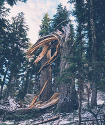 Fallen Tree