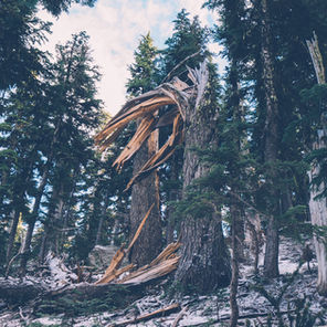 Cracked tree in forest