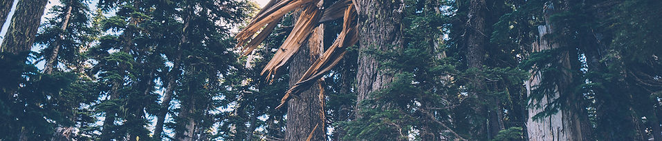 tree removal insurance coverage