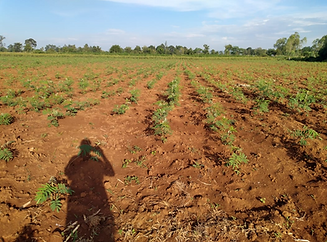 improved fallow land management.png