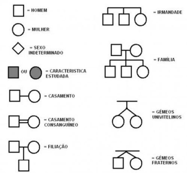 Genealogia ou heredograma