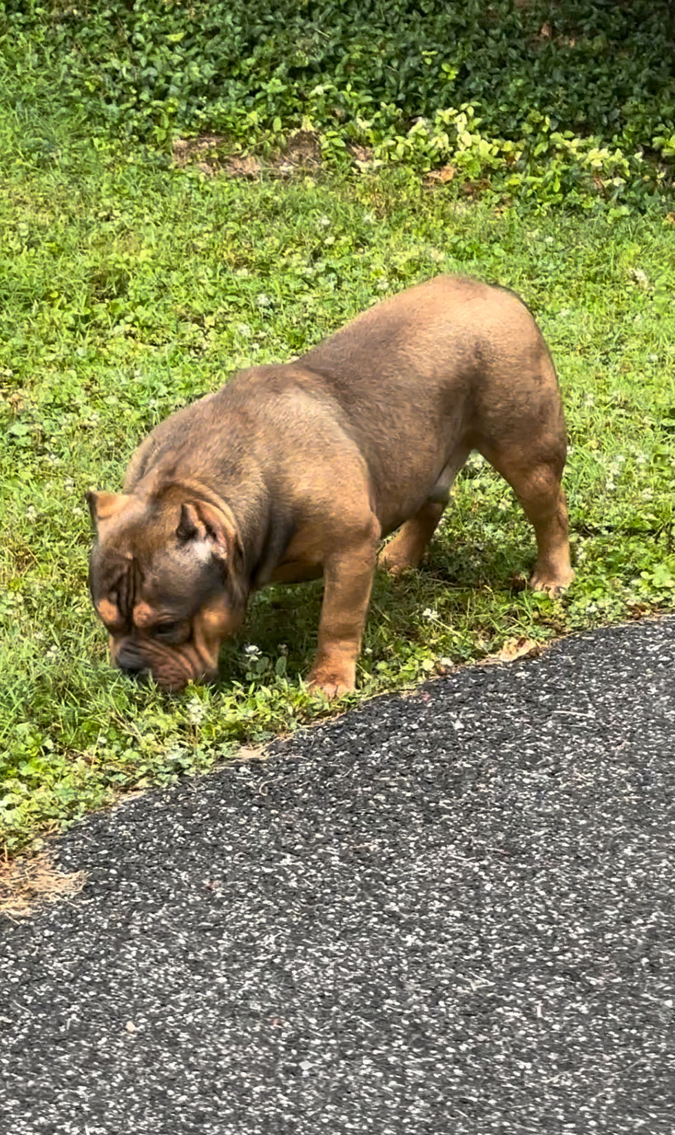 Thumbnail: STUD SERVICE AVAILABLE - DNK’S Soldier (American Bully)