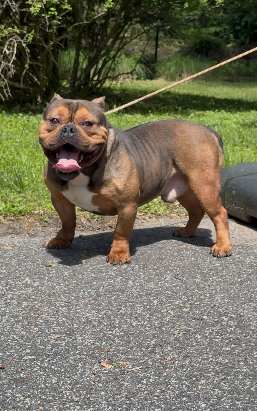 Thumbnail: STUD SERVICE AVAILABLE - DNK’S Soldier (American Bully)
