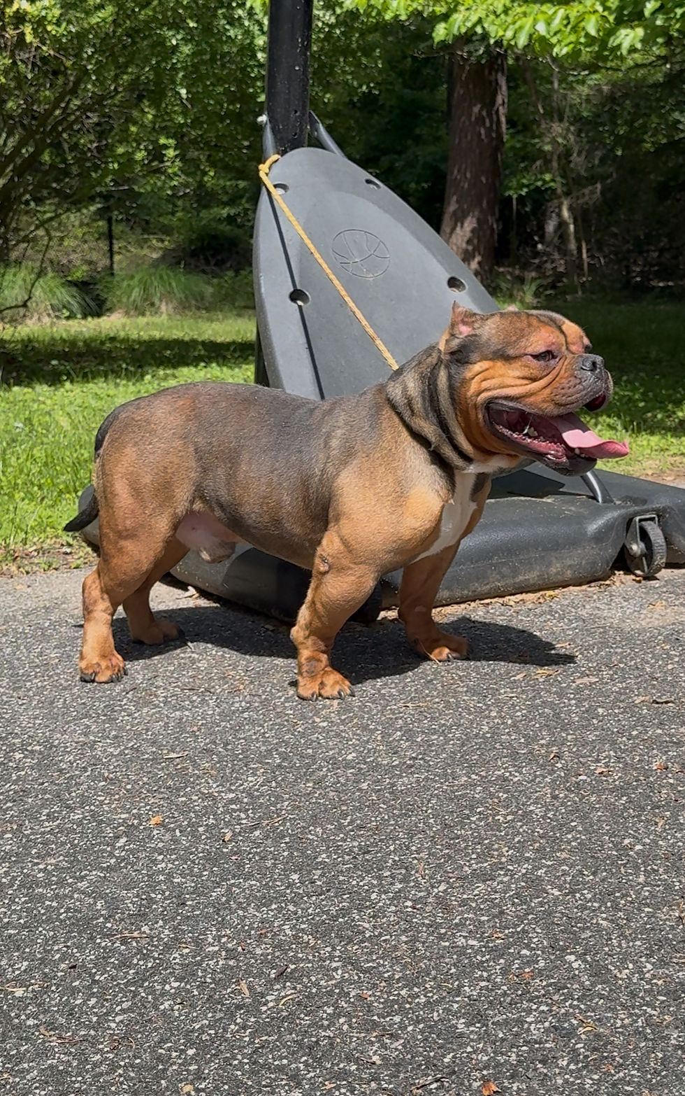 Thumbnail: STUD SERVICE AVAILABLE - DNK’S Soldier (American Bully)