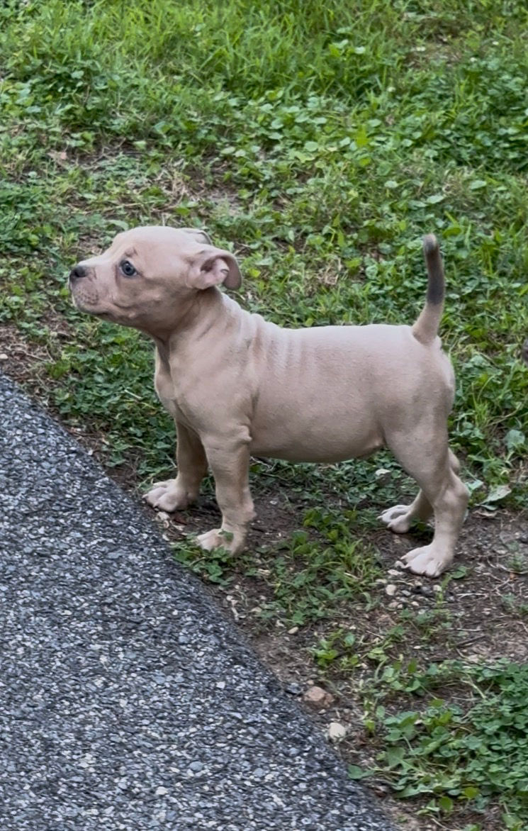 TINO (Blue Fawn male American Bully)