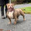 Thumbnail: American Bully Kocoa