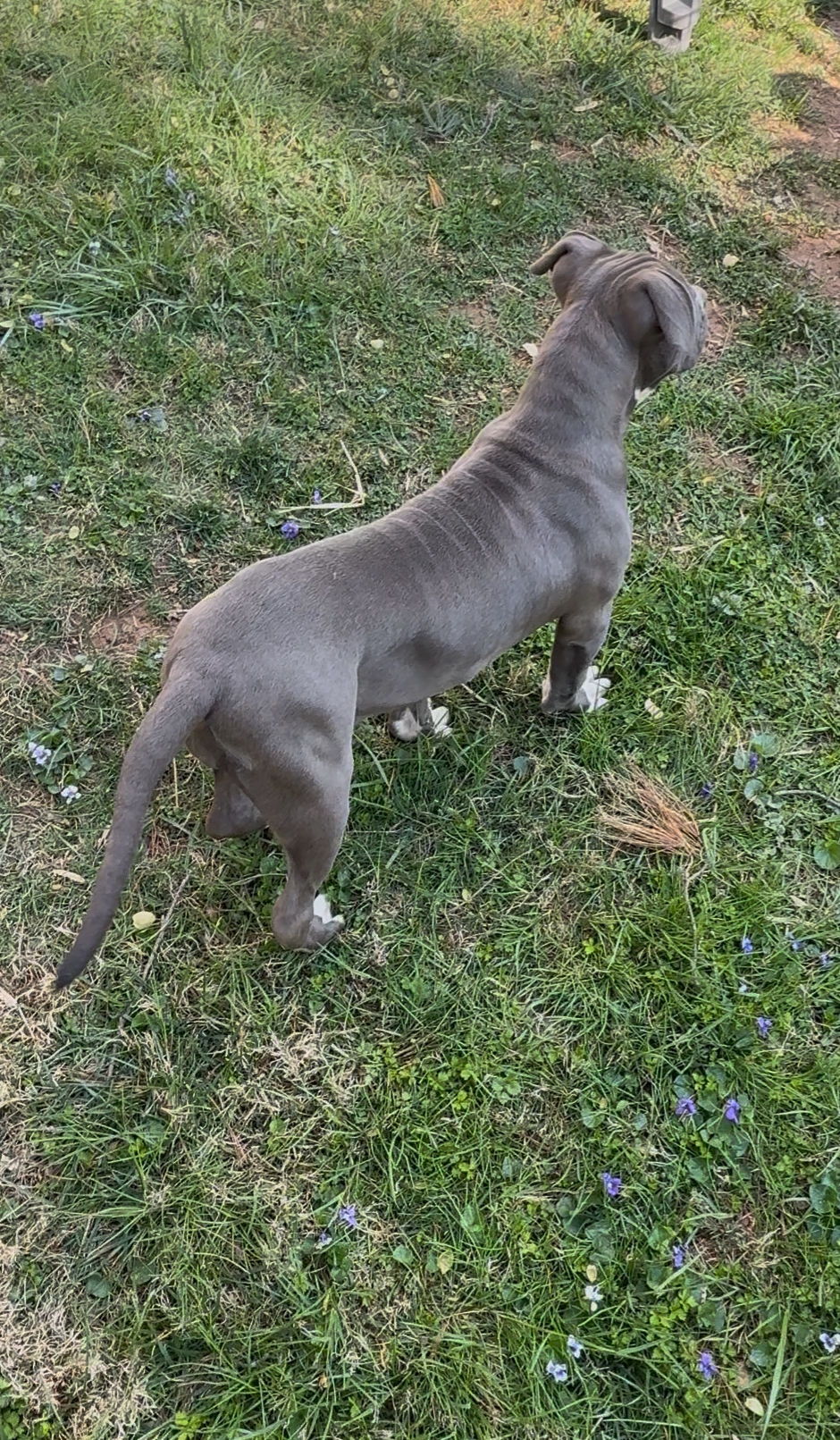 Thumbnail: Ms. Runway (Blue Female Bully Bandit)