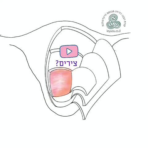 מה זה צירים בלידה?