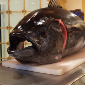 Ronqueo de Atún