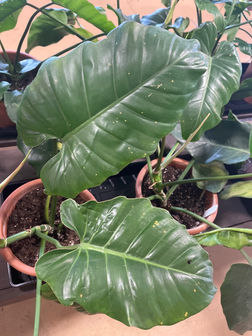 euphorbia ascot rainbow plant Ascot Rainbow Variegated Spurge main image 0