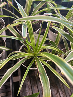 Chlorophytum comosum 'Reverse' - Spider Plan | Plumline