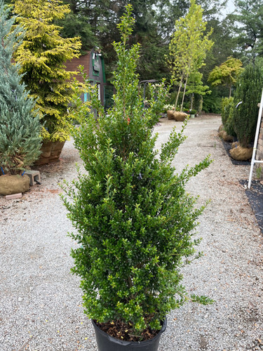 english lavender plants Blue Spear English Lavender | Plant