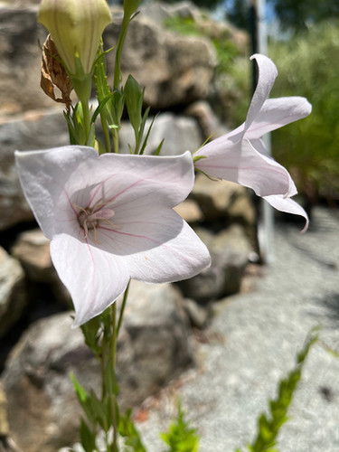 Platycodon grandiflorus 'Fuji pink' - Fuji Pink Balloon Flower | Plumline
