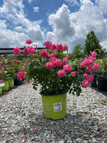 Rosa 'Radtkopink' - Pink Double Knock Out® Rose | Plumline