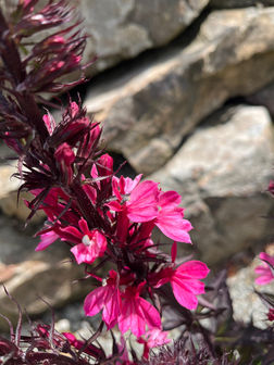 Lobelia Starship Deep Rose -Cardinal Flower | Plumline Lobelia Starship Deep Rose -Cardinal Flower | Plumline