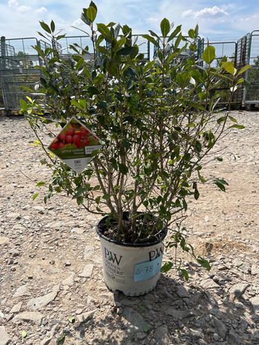 チャイルドリリーバー Ilex verticillata 'NCIV2' - Little Goblin® Orange Winterberry