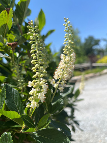 Clethra alnifolia 'Hummingbird' - Hummingbird Summersweet | Plumline