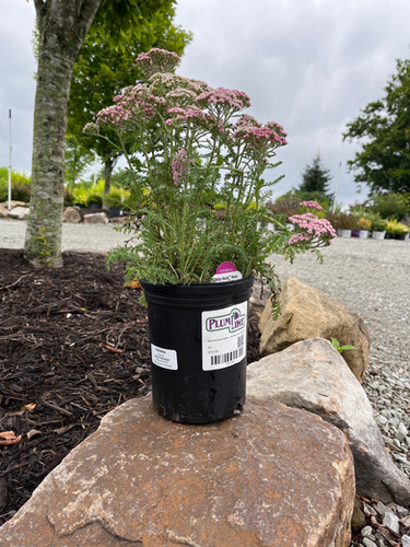 Achillea 'Milly Rock Rose' - Milly Rock Rose Yarrow | Plumline