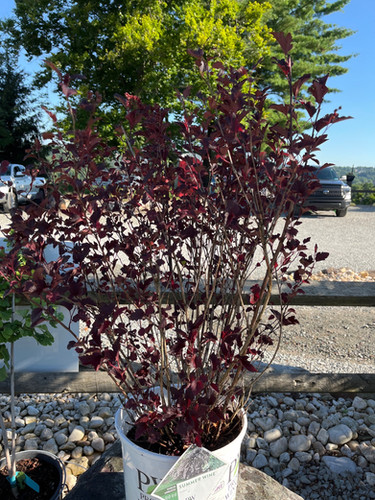 achat plante en ligne Grande vente de Plantes
