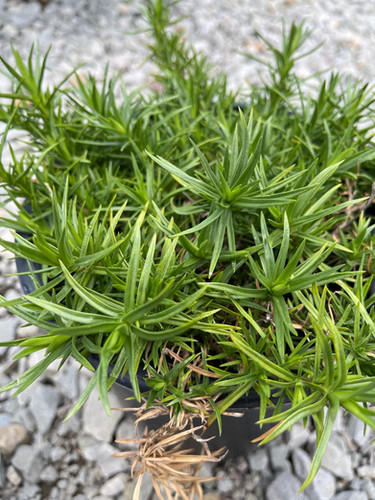 Phlox subulata 'Bedazzled Pink' Creeping Phlox | Plumline