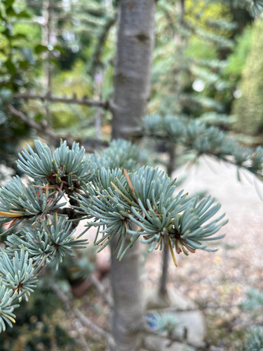 Blue Atlas Cedar - Cedrus atlantica glauca | Plumline