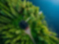 Aerial view of wooden cottage in green p
