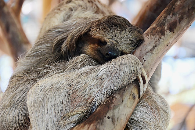 Sleeping sloth
