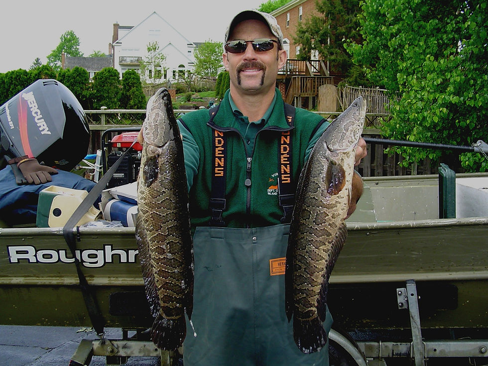 northern snakehead fisheries management