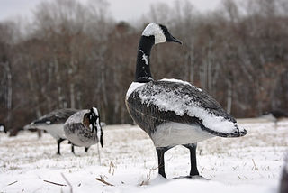 Snow on the decoys