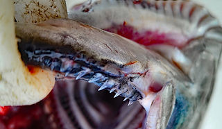 Even young salmon have sharp teeth