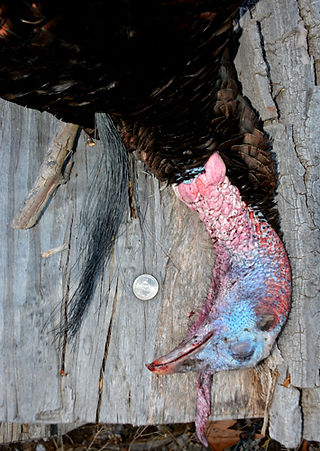 OR-Gould's turkey-Ken Perrotte photo