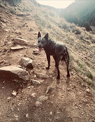 Tuff Dog