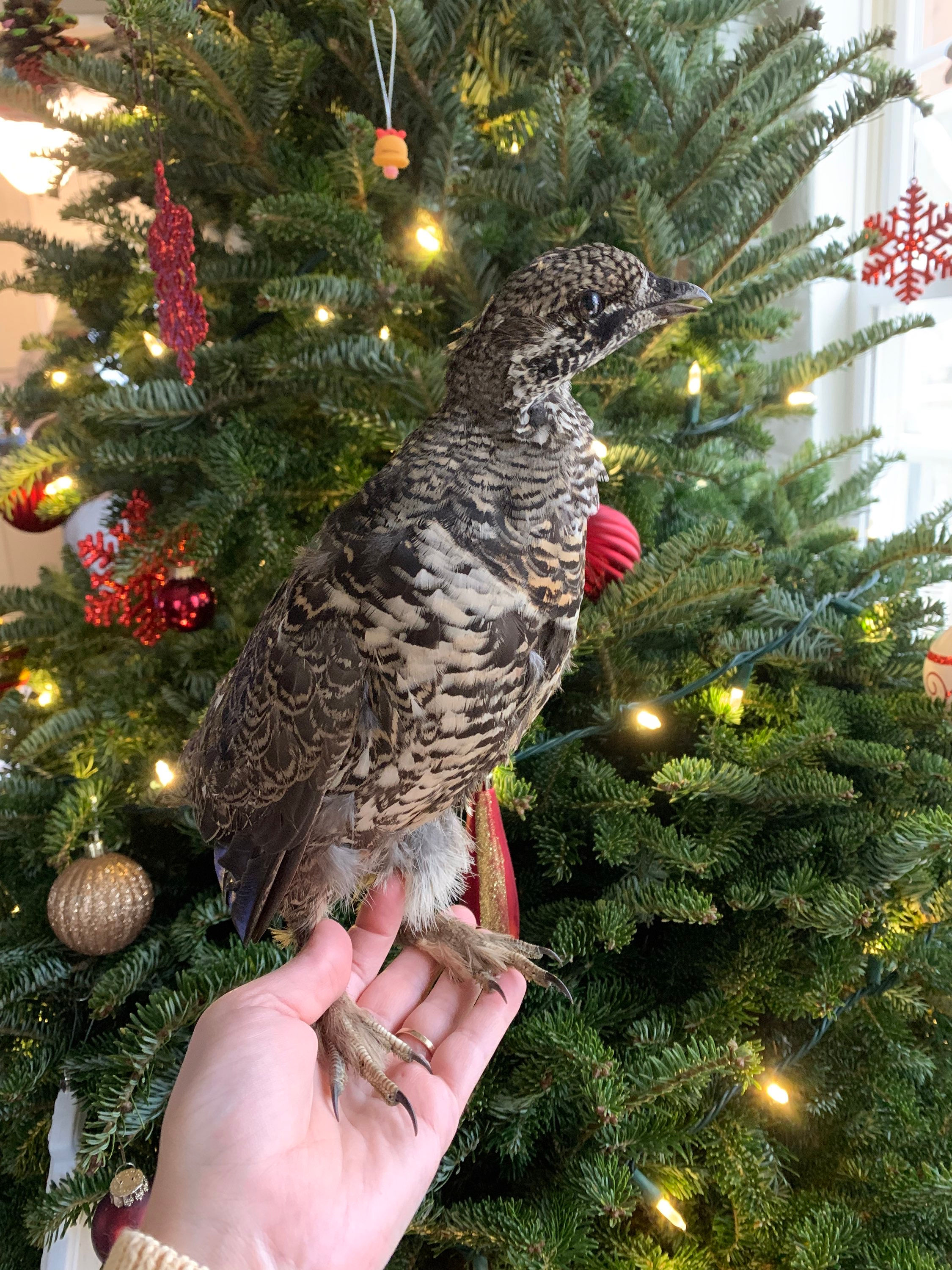 Female Spruce Grouse Freeze Dried Taxidermy 