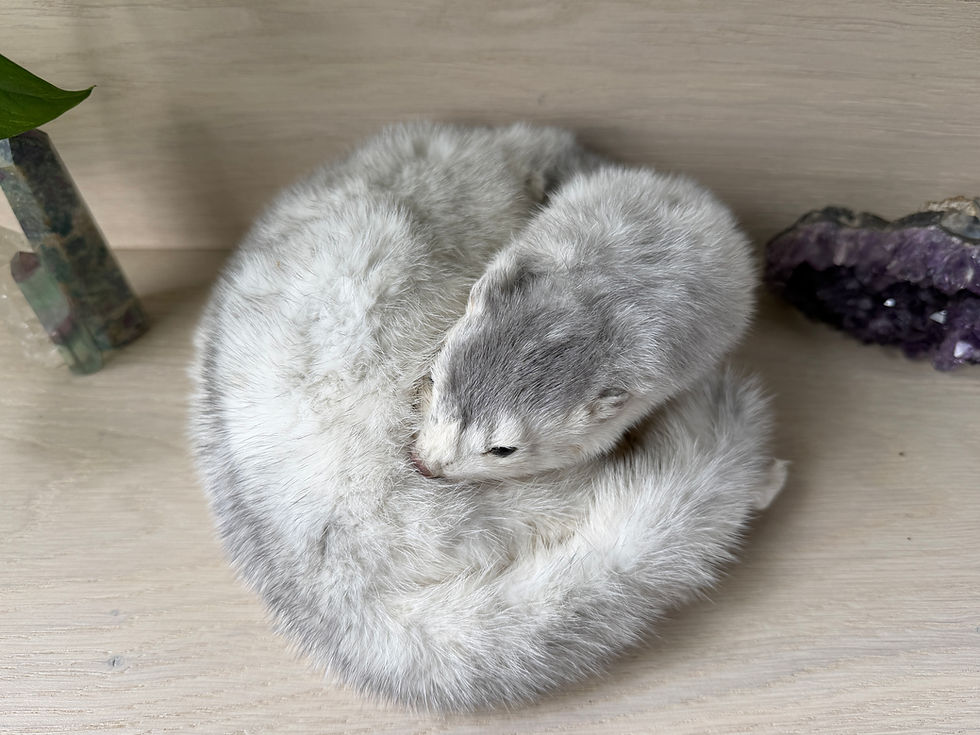 Thumbnail: Freeze Dried Sapphire Cross Mink 