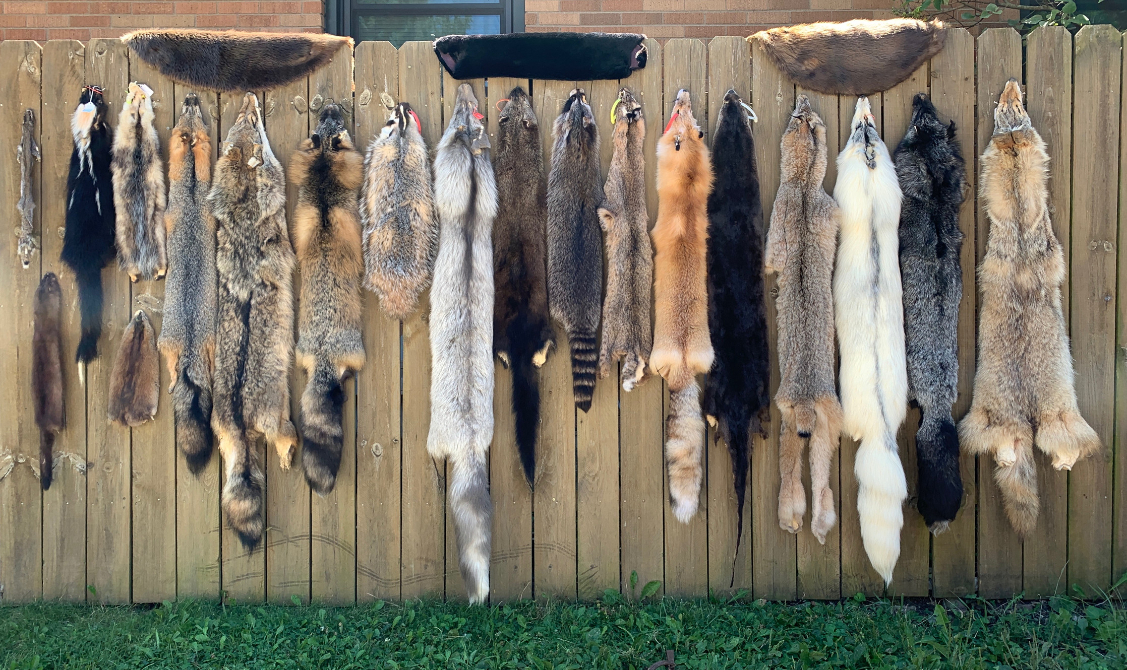Animal pelts deals