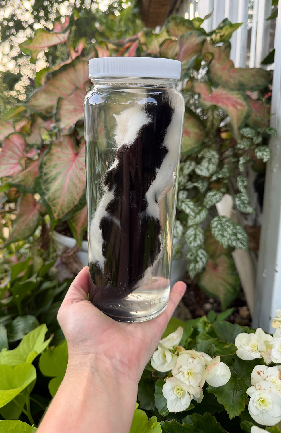 Thumbnail: Wet Specimen Juvenile Jaguar Mink