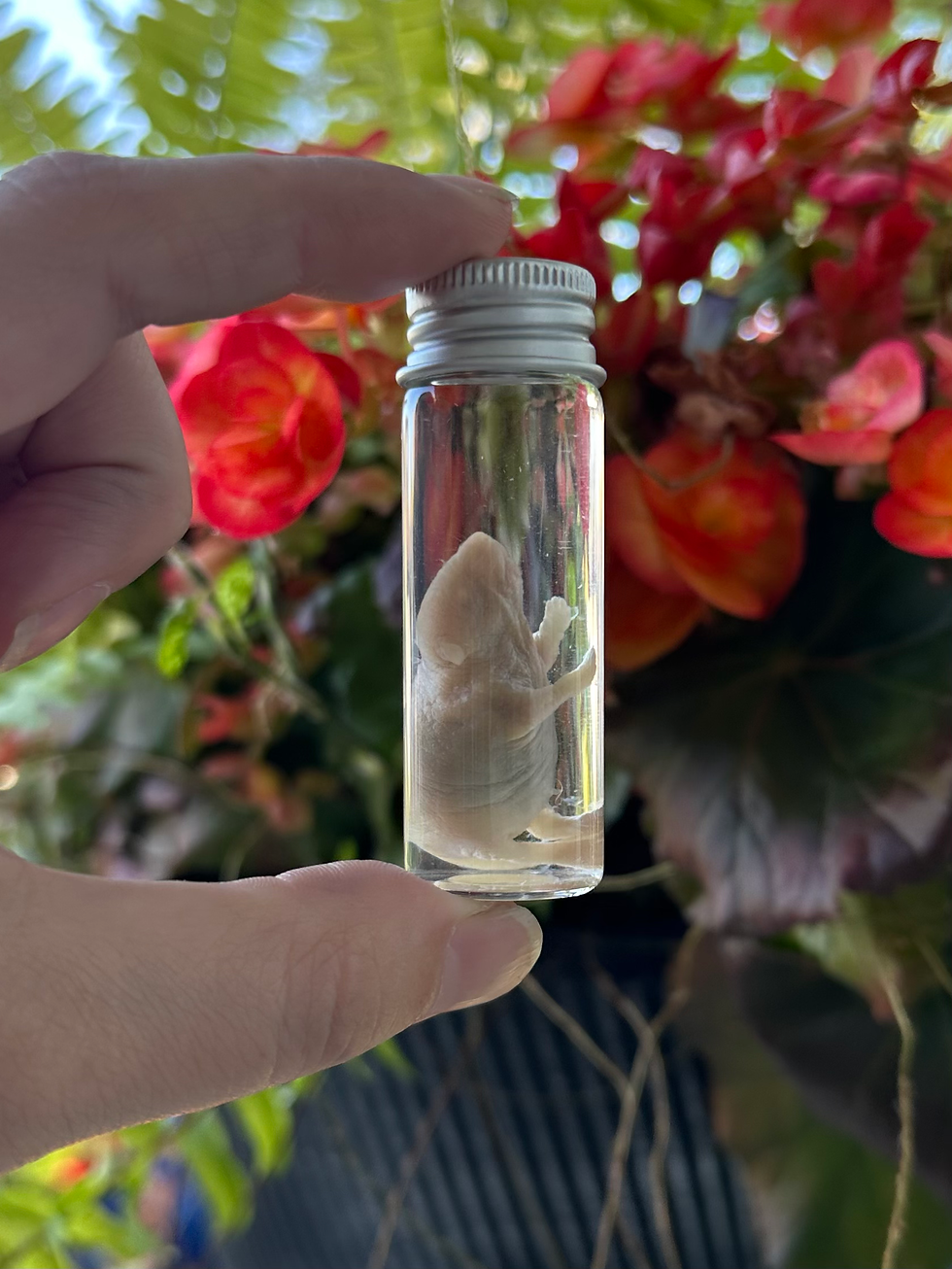 Wet Specimen Baby Mouse 