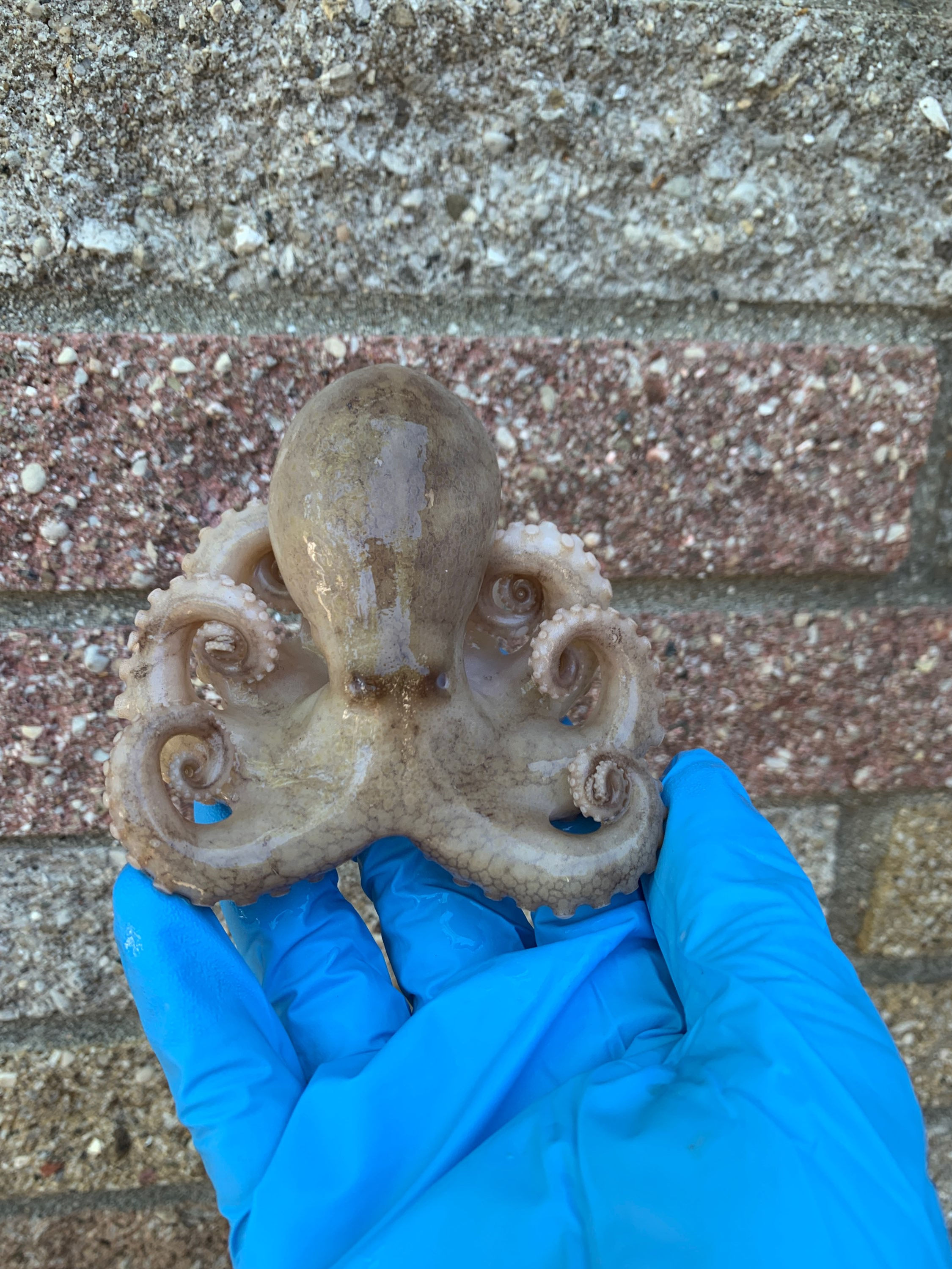 Wholesale Wet Specimen Octopus Medium 5 or 10