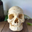 Thumbnail: Real Human Skull