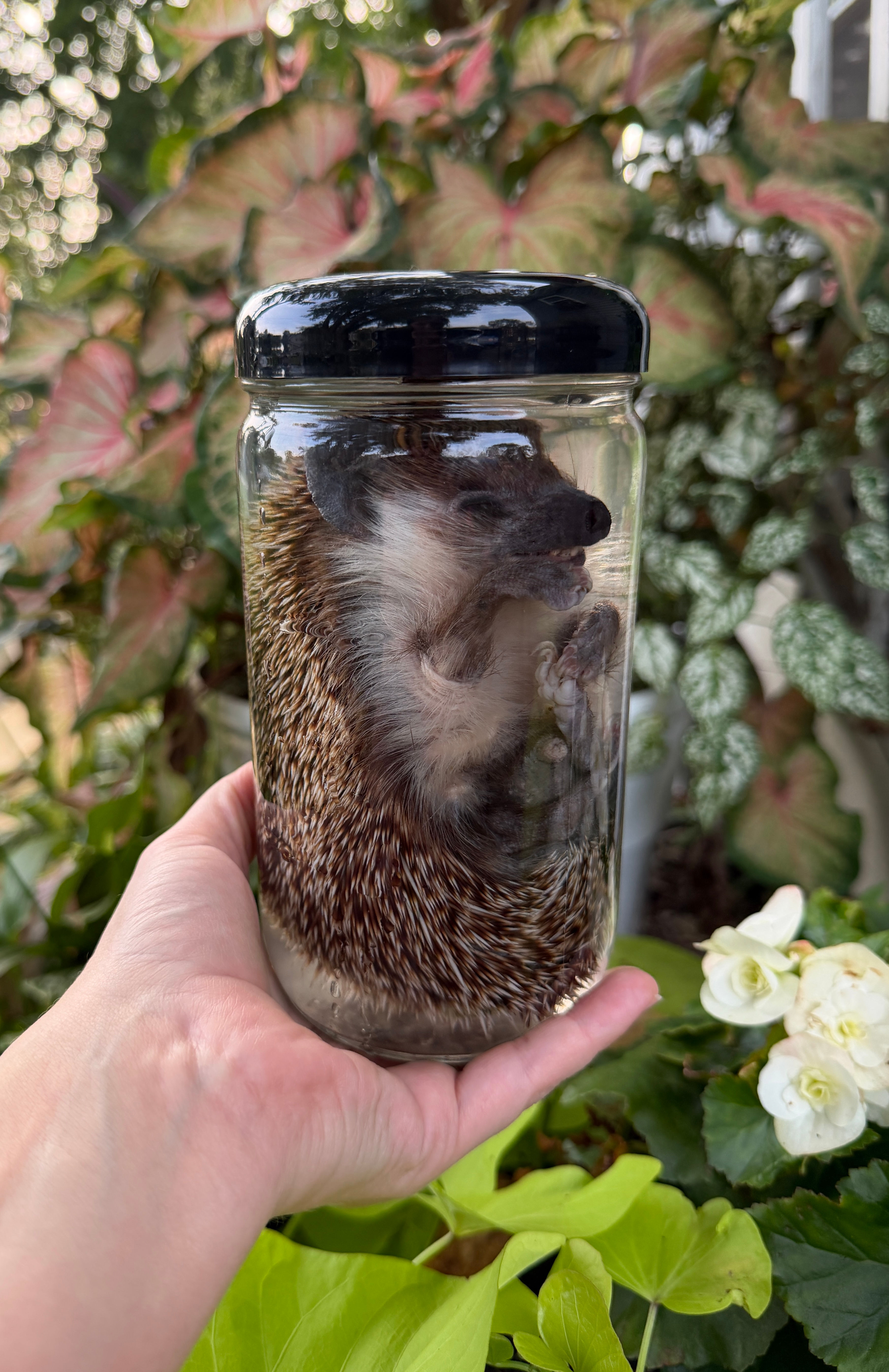 Wet Specimen Hedgehog 