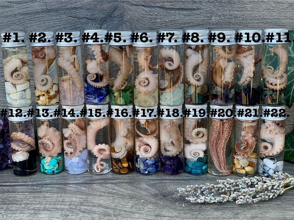 Thumbnail: Wet Specimen Octopus Tentacles With Stones 