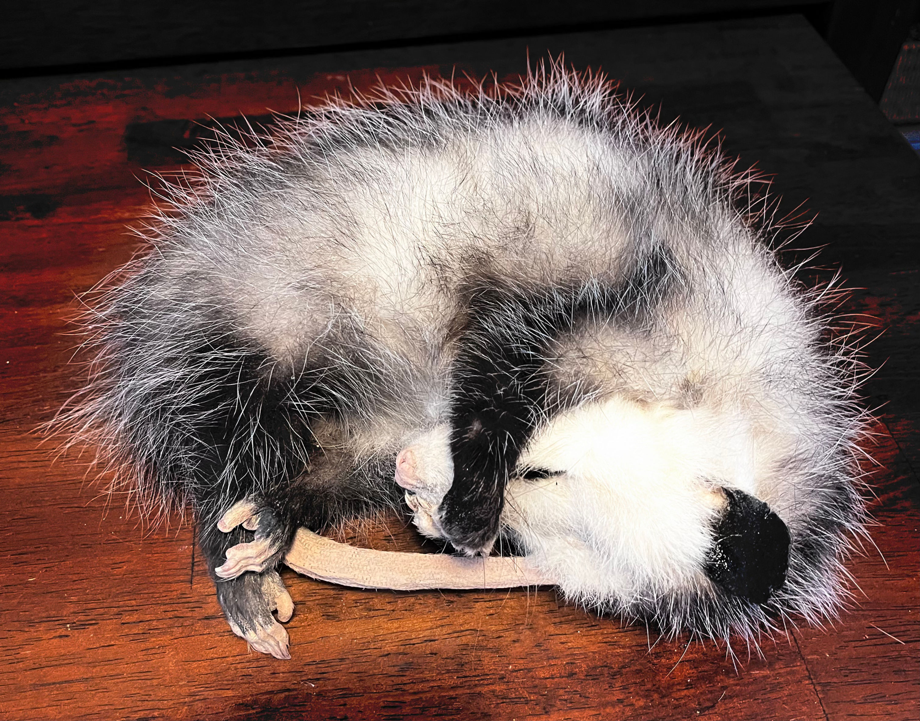Freeze Dried Taxidermy Juvenile Opossum 
