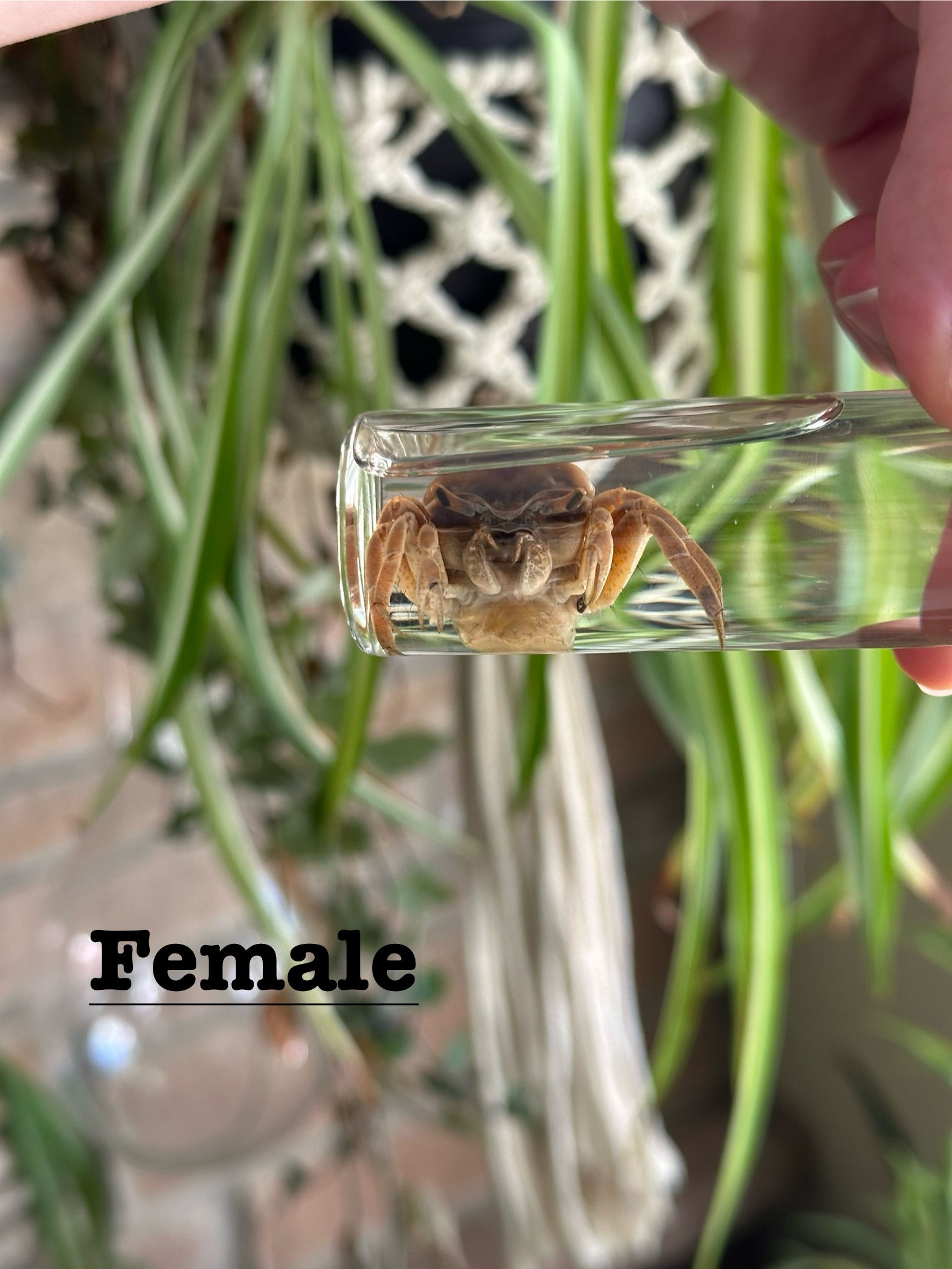 Fiddler Crab Wet Specimen 