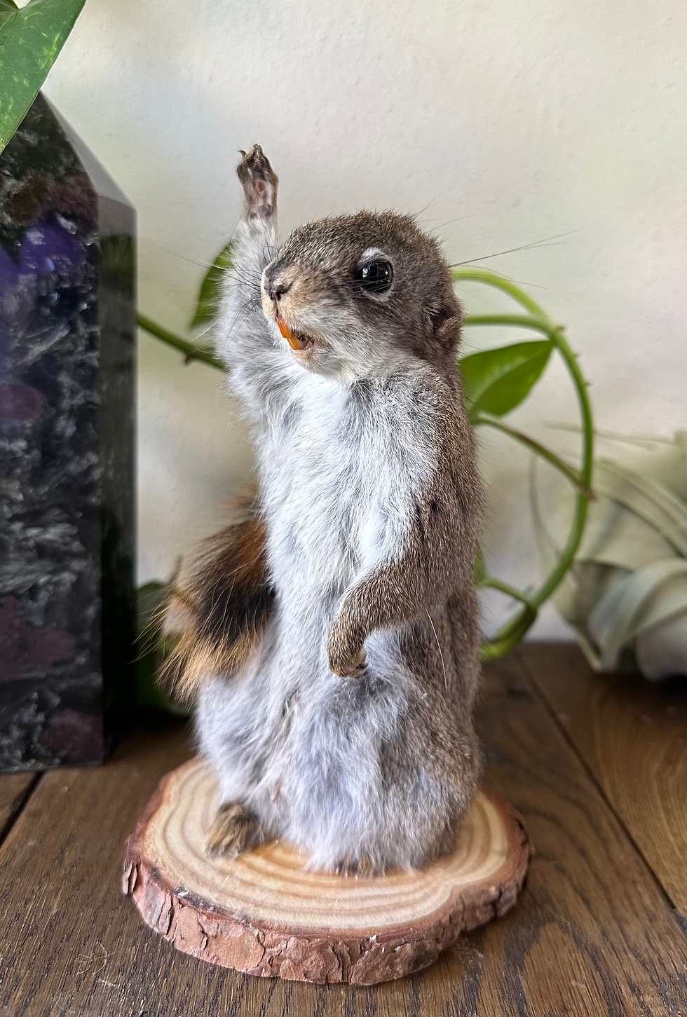 Thumbnail: Taxidermy Squirrel Waving 