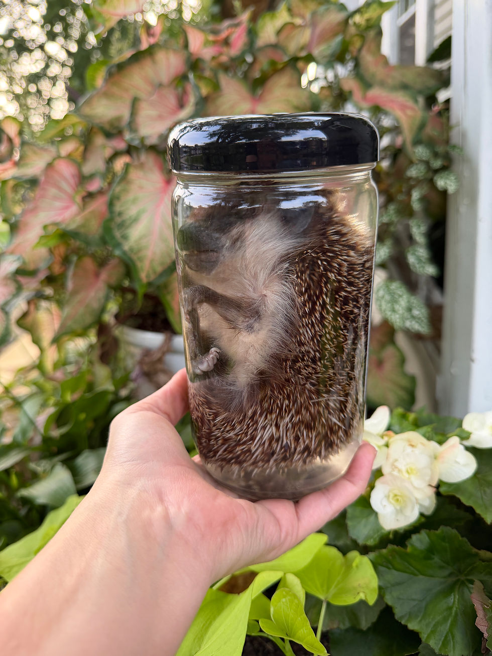 Thumbnail: Wet Specimen Hedgehog 
