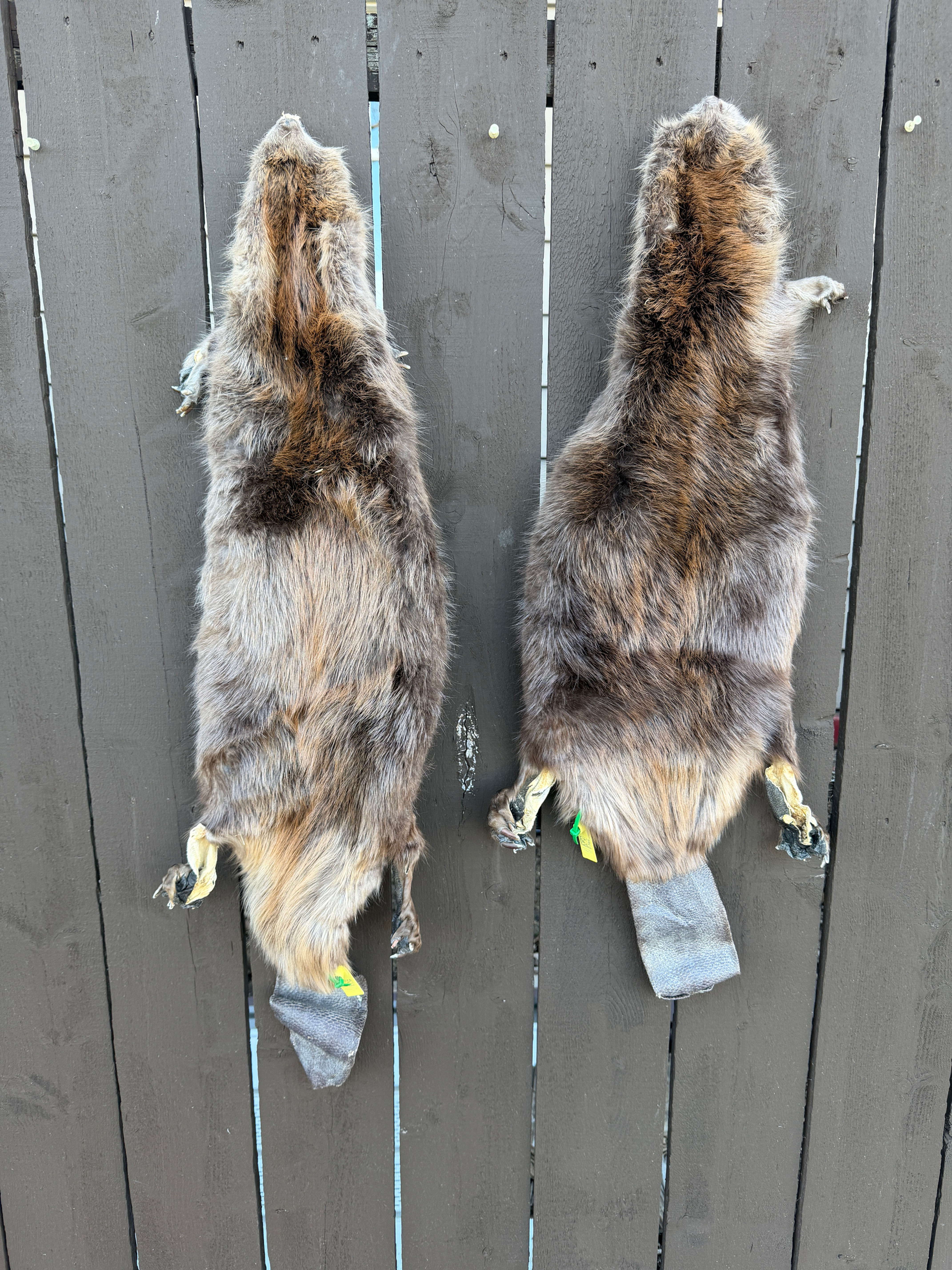 Beaver with Tail 