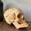 Thumbnail: Real Human Skull