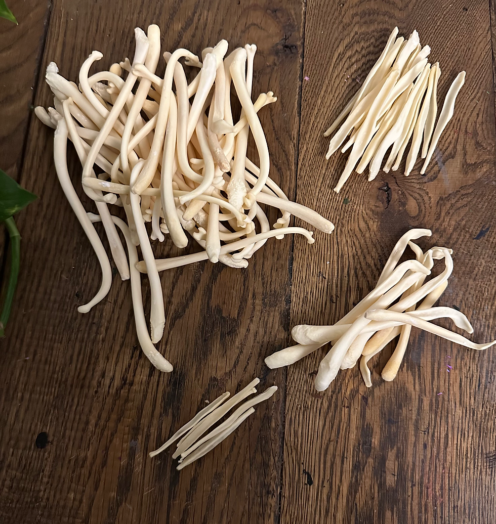 Baculum 