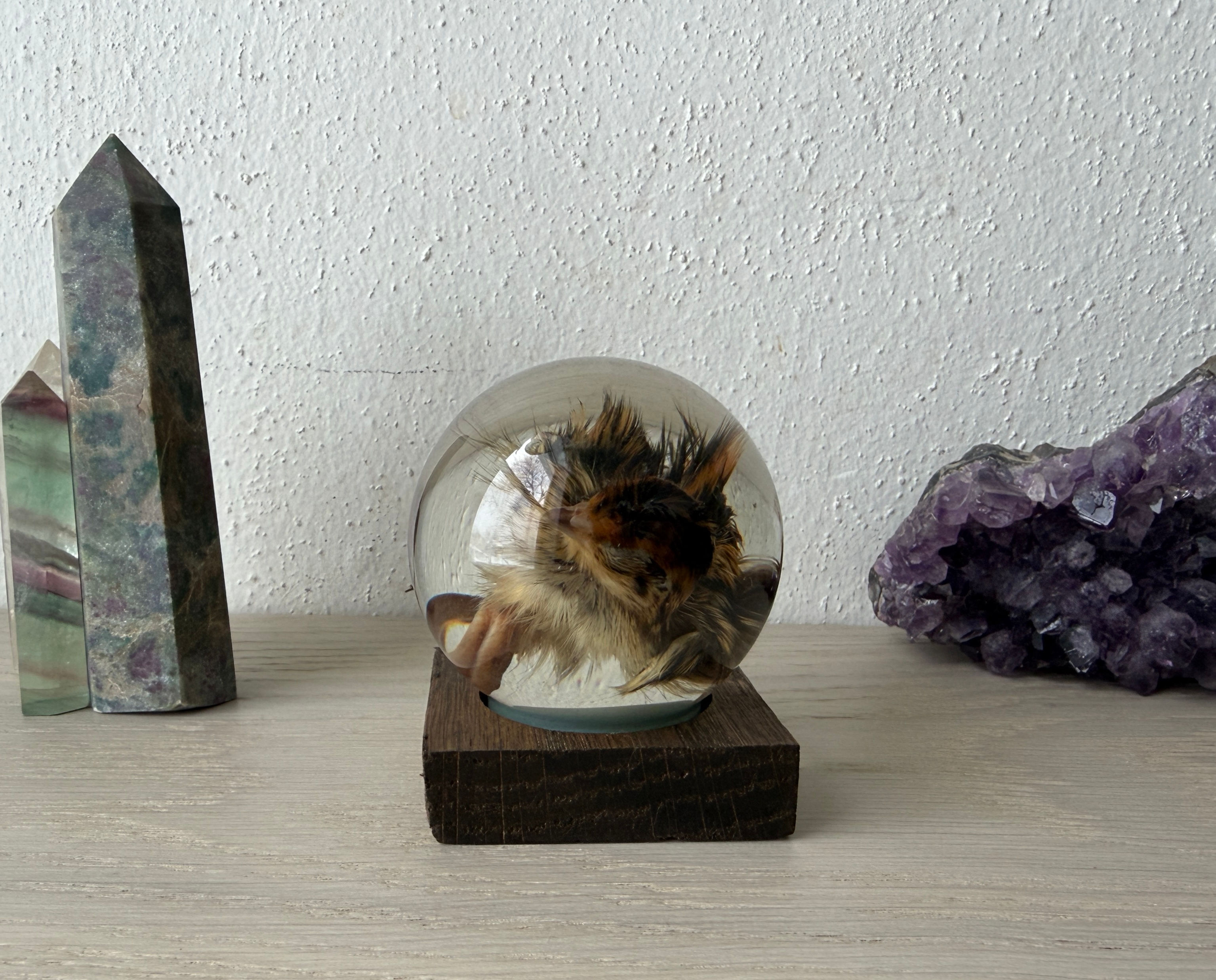 Wet Specimen Quail in Glass Globe