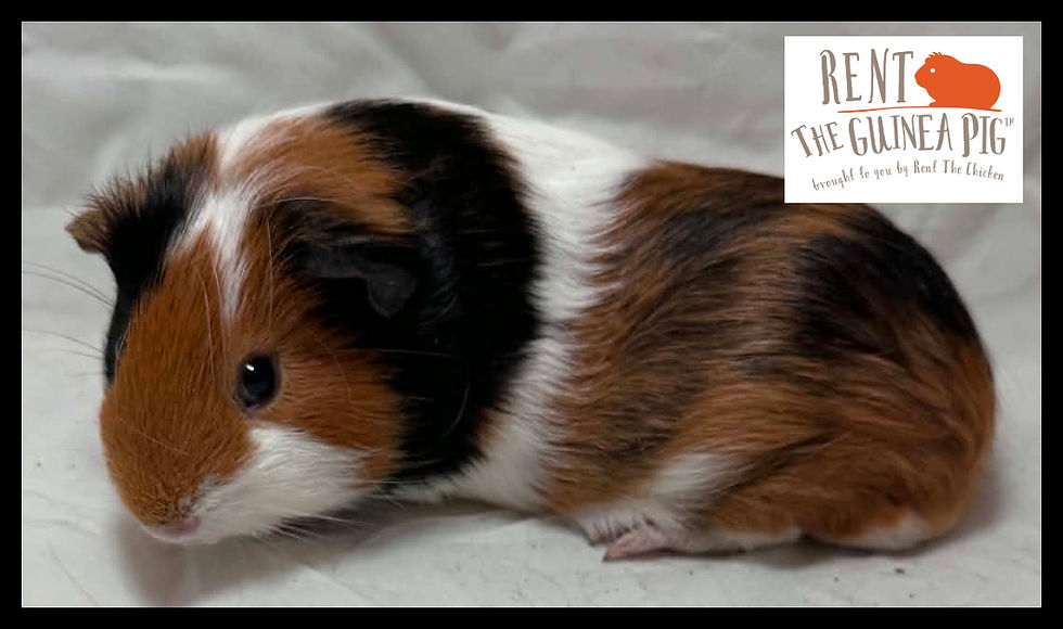 Wilbur (Rosita's boy) (1).jpg